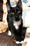 adoptable Cat in dallas, TX named Jessica