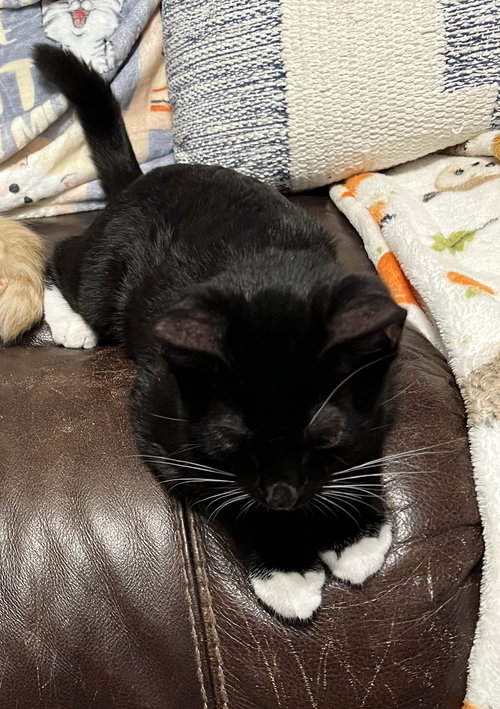 JESSICA - Domestic Short Hair available for adoption