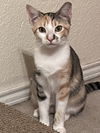 adoptable Cat in dallas, TX named Fleur