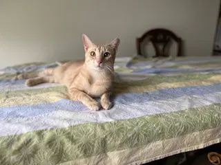 Hermione - Tabby