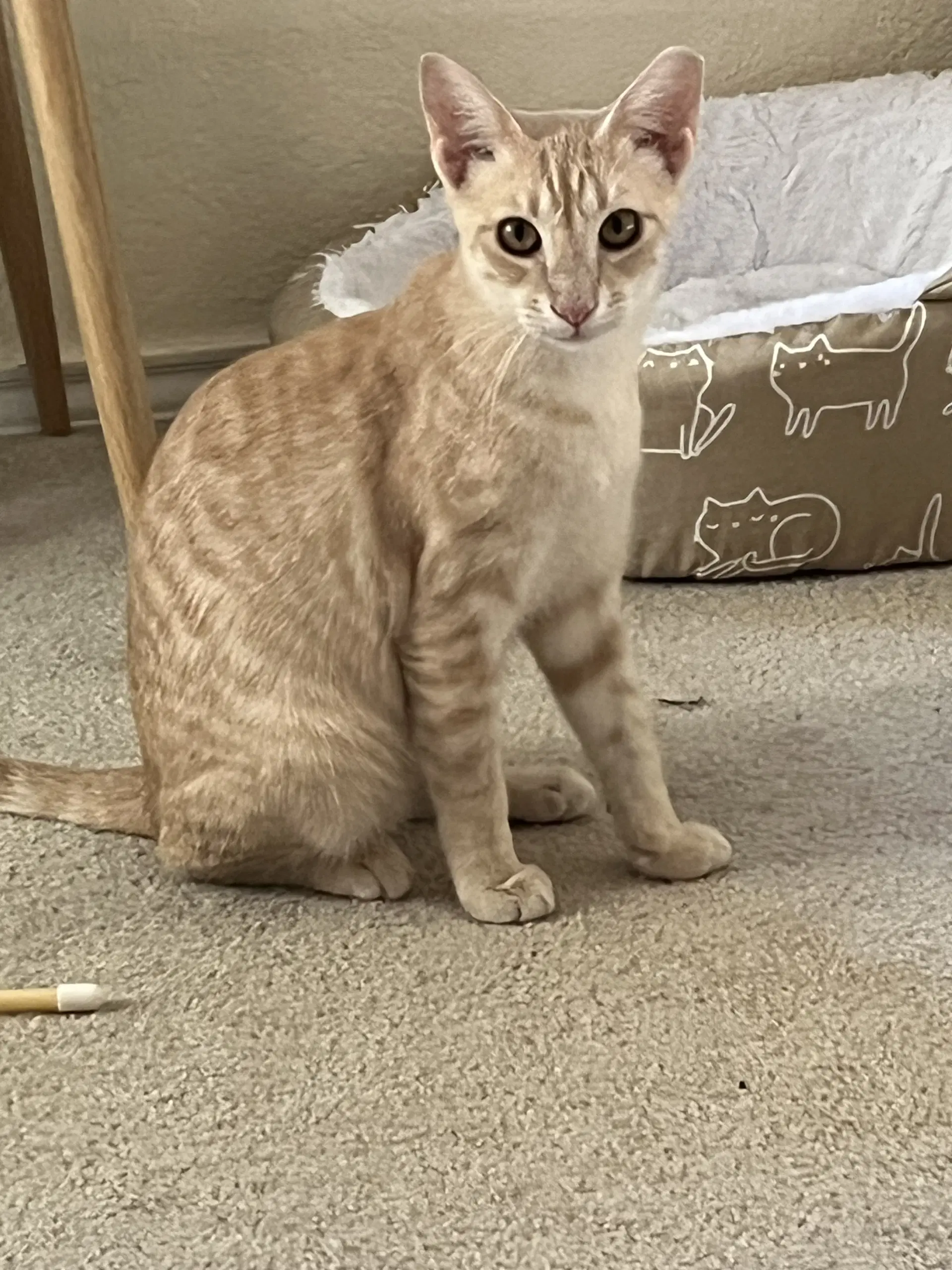 Hermione image 4