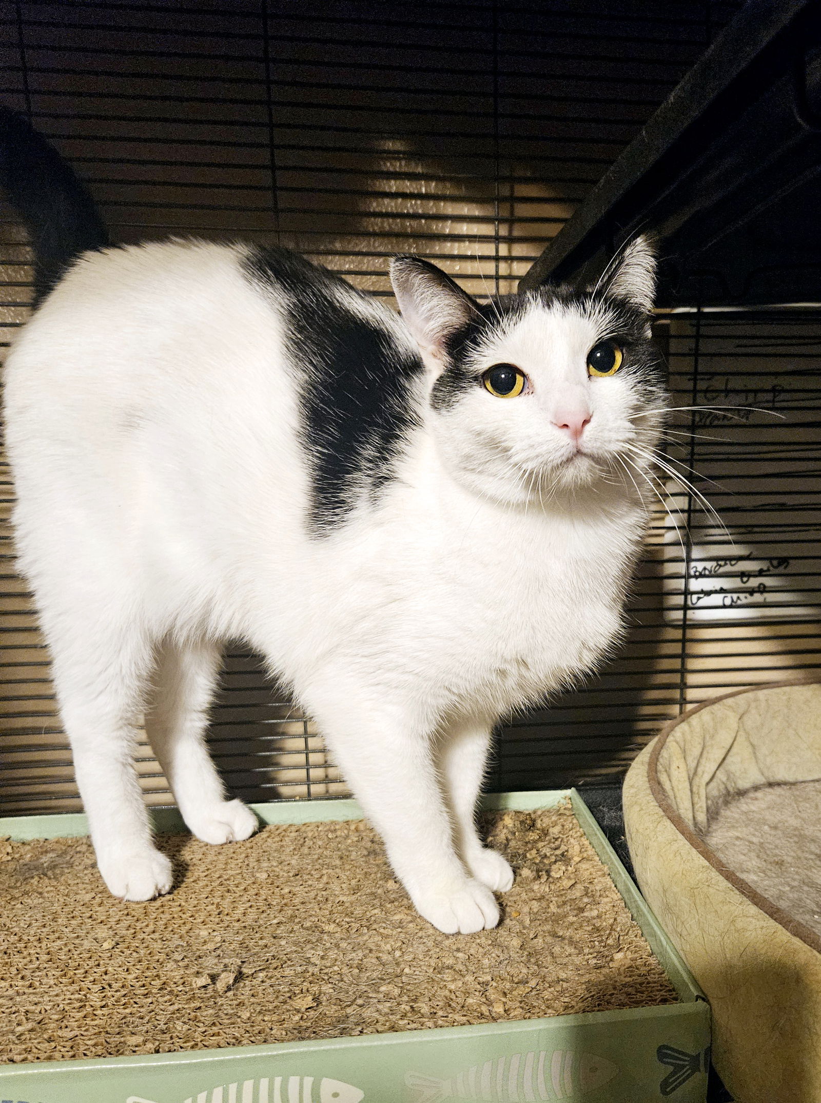 adoptable Cat in Dallas, TX named Kora