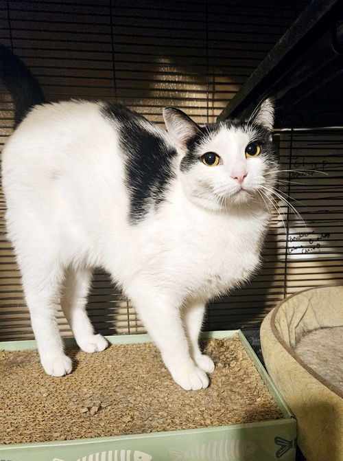 picture of the cat needing adoption