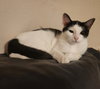 Kora. - Photo 3
