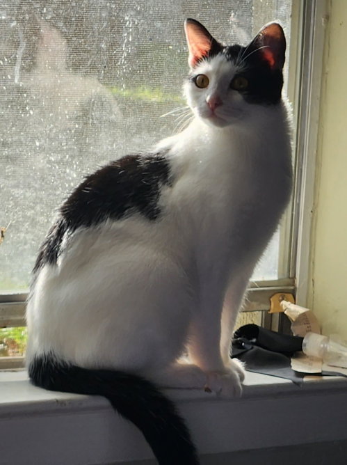 Photo 4 of Kora.