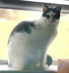 Kora. - Photo 6