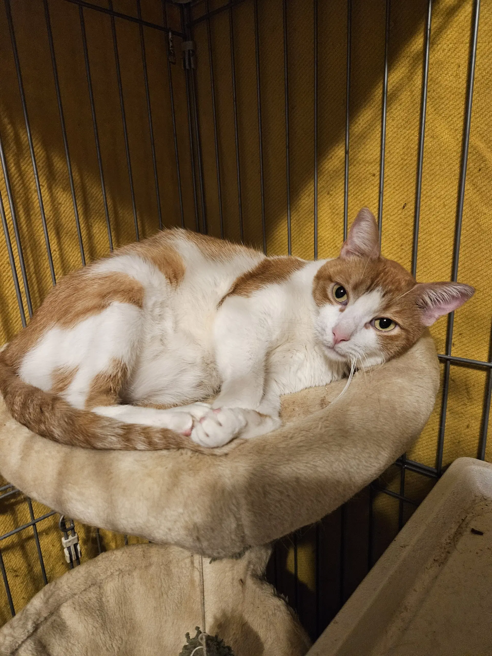Peaches - Domestic Short Hair