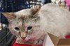 adoptable Cat in dallas, TX named Sassy DC
