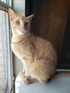 Biscuit IV. - Photo 2