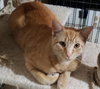 Biscuit IV. - Photo 3