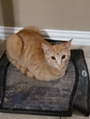 Biscuit IV. - Photo 4