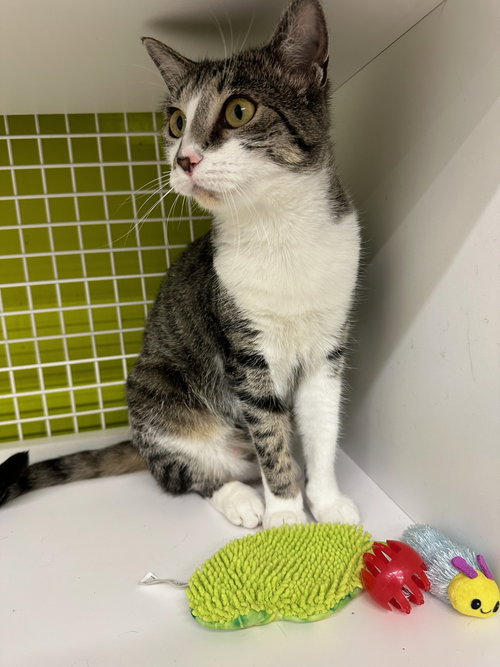 LUNA LU - Tabby available for adoption