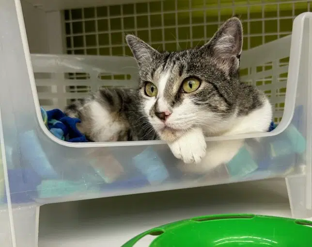 Luna Lu - Tabby