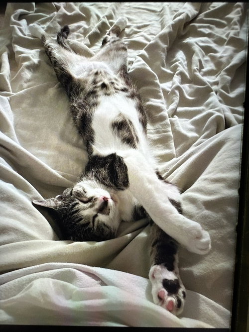 Photo 5 of Luna Lu