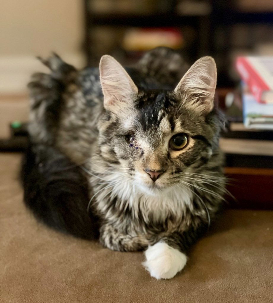 adoptable Cat in Dallas, TX named Andy