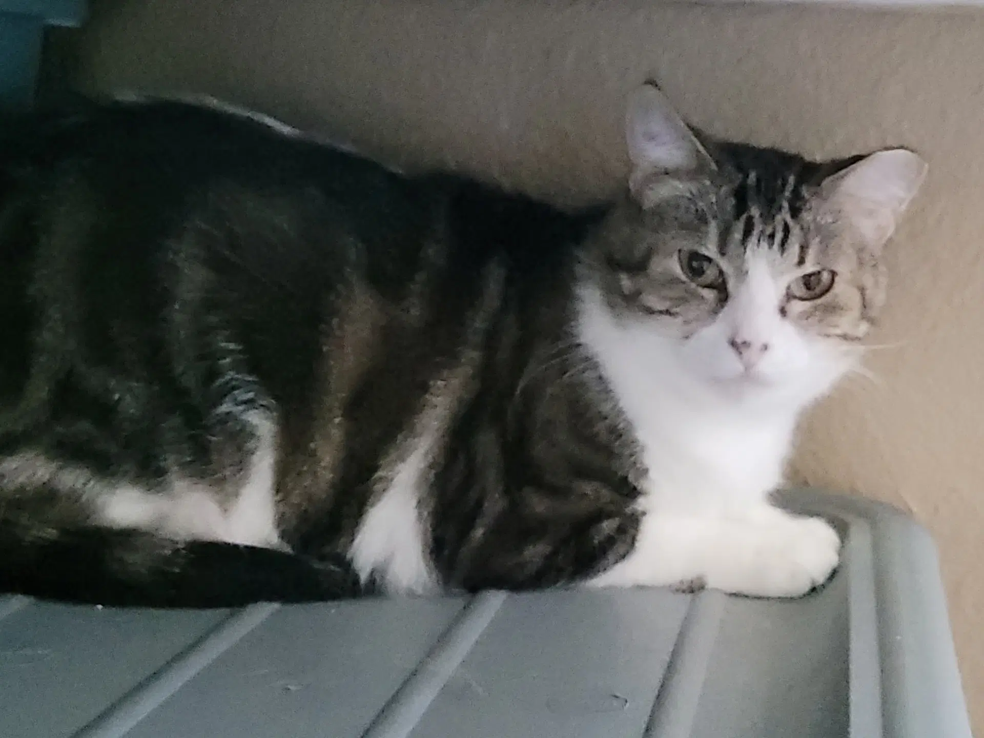 Zasha  Sasha - Tabby