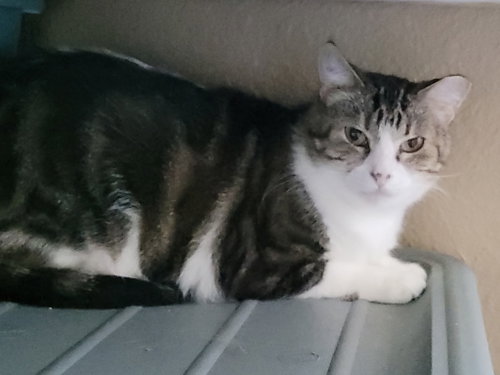 Zasha / Sasha, a cat for adoption from Dallas Cat Rescue dba Cat Matchers