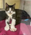 adoptable Cat in dallas, TX named Clover