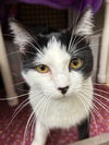 adoptable Cat in  named Angus