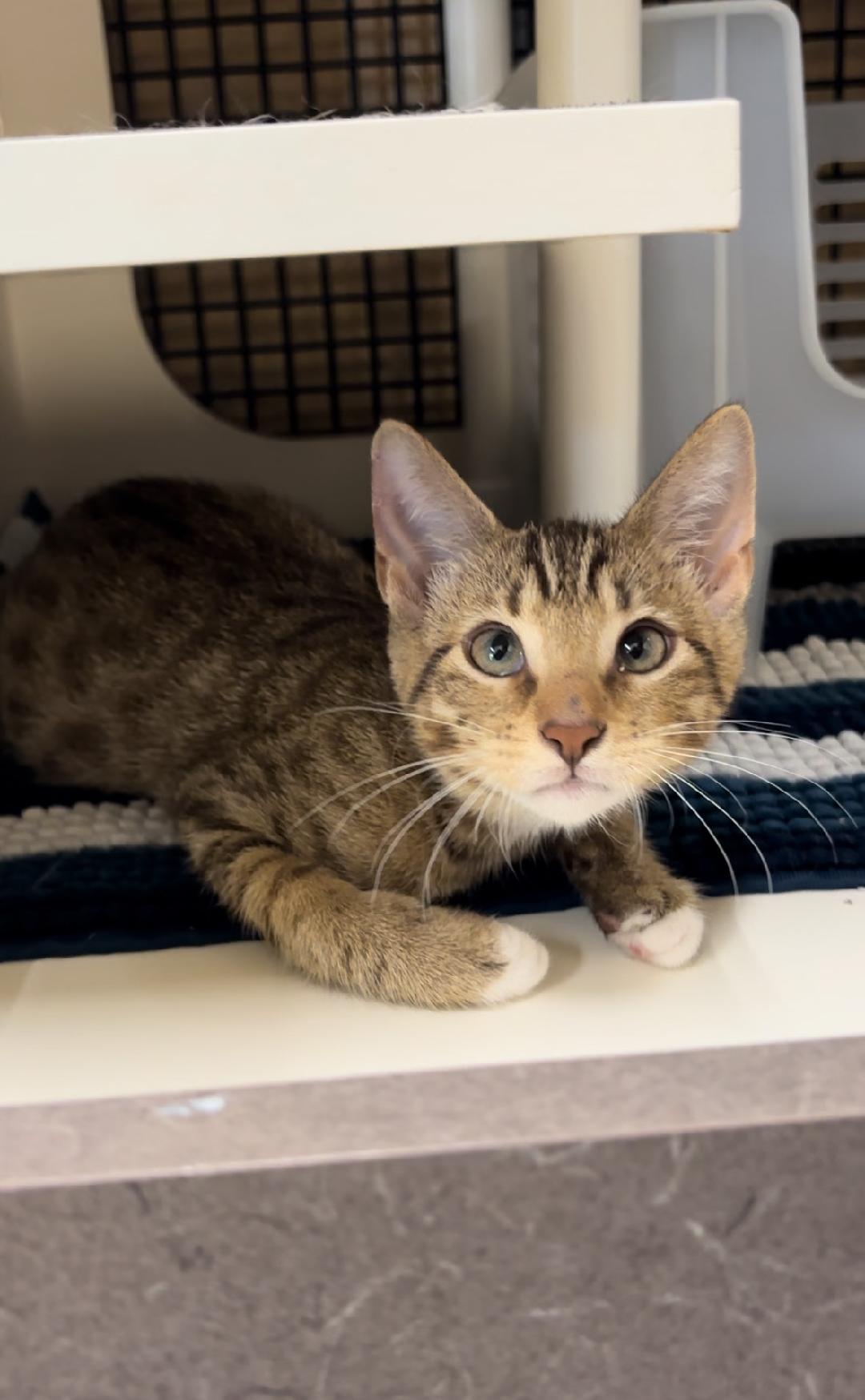 adoptable Cat in Dallas, TX named Canelo