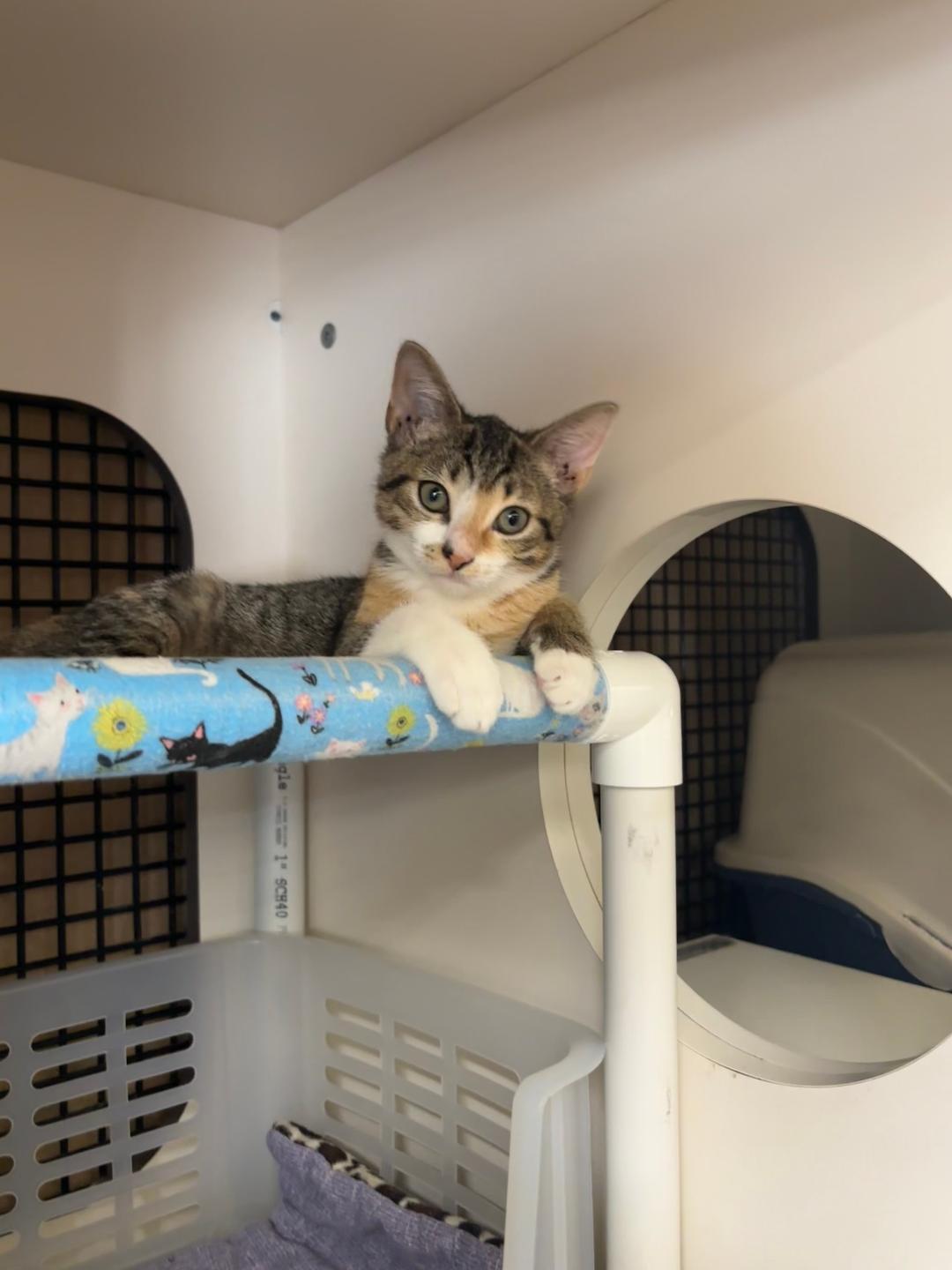 adoptable Cat in Dallas, TX named Luna