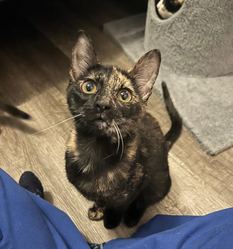 adoptable Cat in Dallas, TX named Sage