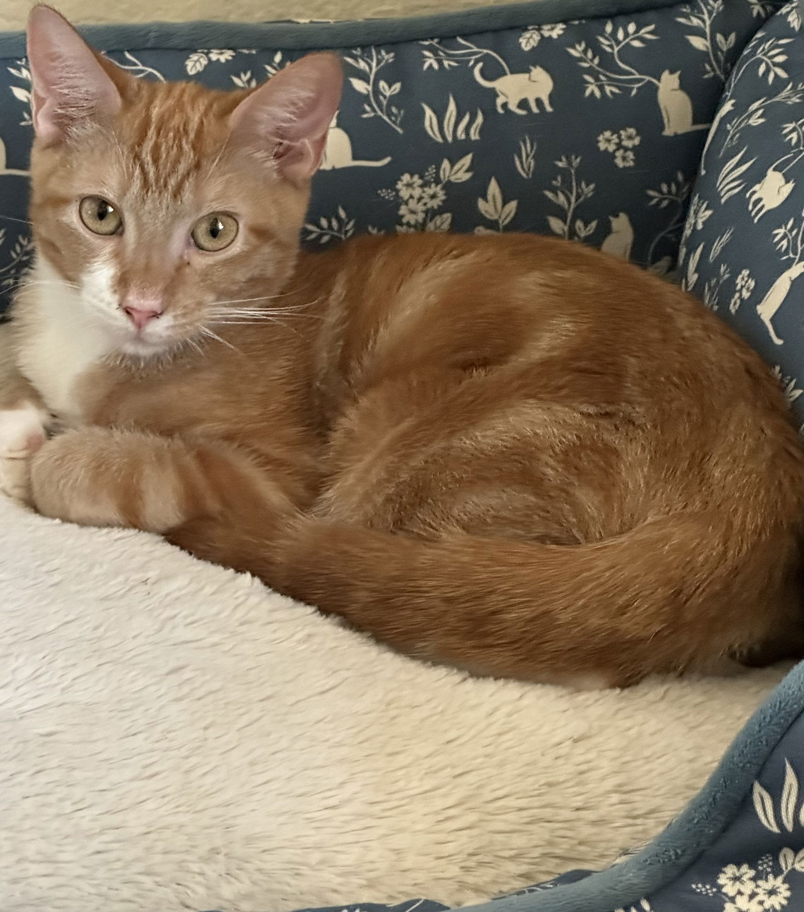 adoptable Cat in Dallas, TX named Copper