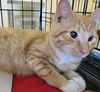 adoptable Cat in dallas, TX named Muffy