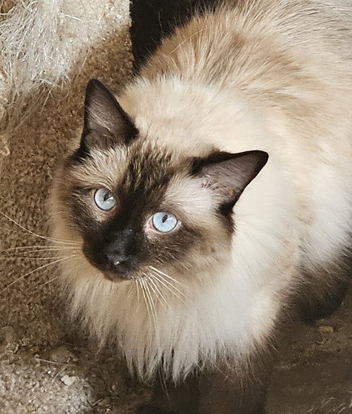 Bogart, Adult Himalayan / Mixed (long coat), cat for adoption in Hurst, Texas