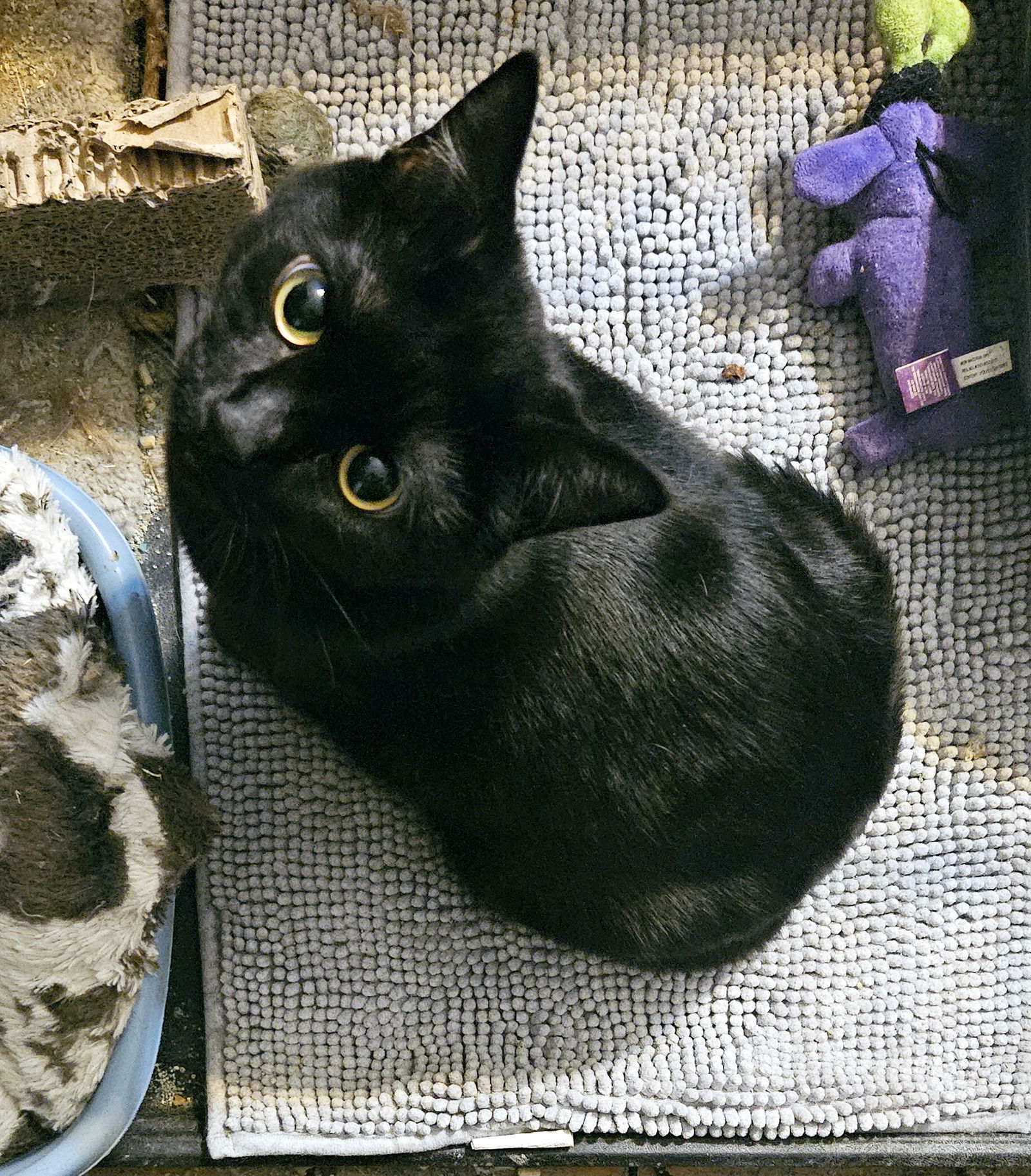 adoptable Cat in Dallas, TX named Ponyo