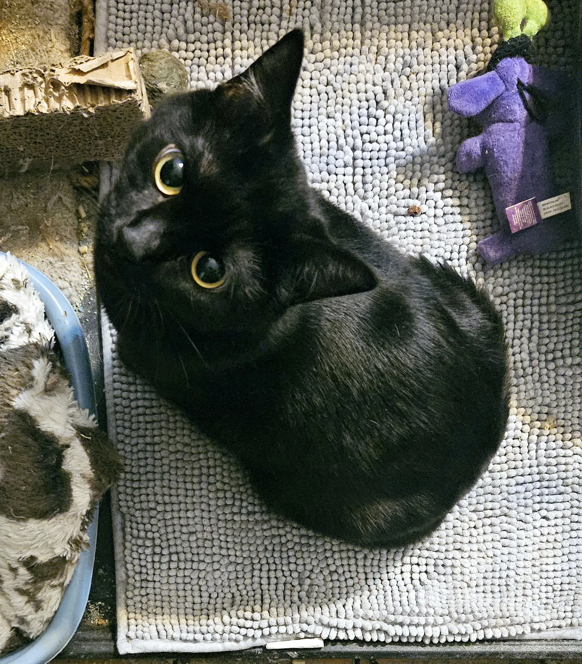 Ponyo - Domestic Short Hair