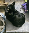 adoptable Cat in dallas, TX named Ponyo