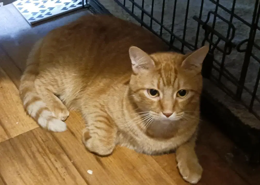 Jojo - Tabby