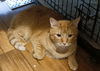 adoptable Cat in dallas, TX named Jojo