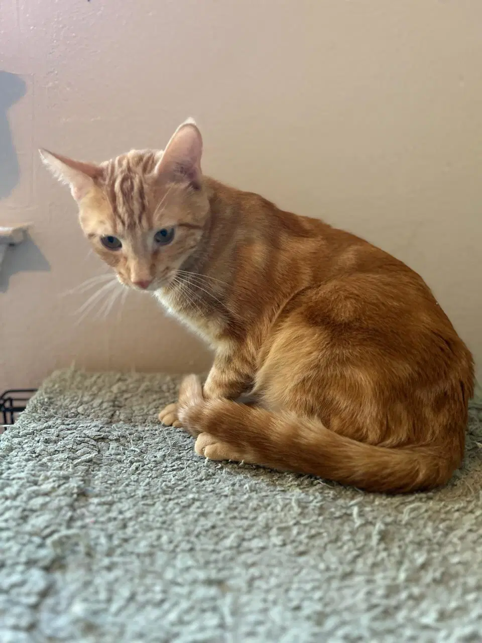 Marble - Tabby