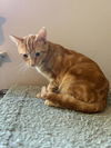 adoptable Cat in dallas, TX named Marble