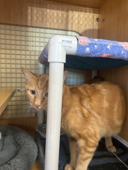 MARBLE - Tabby available for adoption