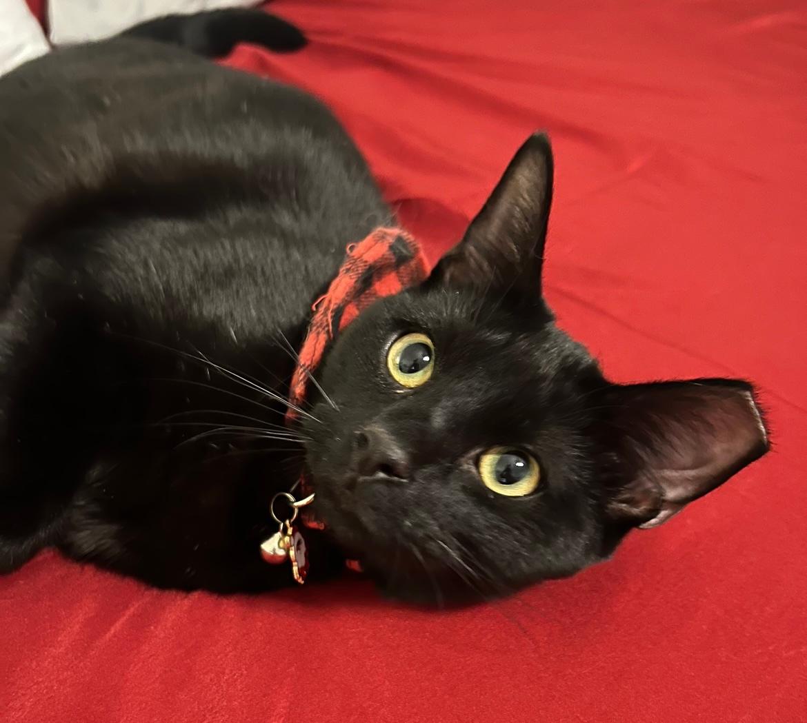 adoptable Cat in Dallas, TX named Milkshake