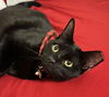 adoptable Cat in dallas, TX named Milkshake
