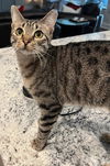 adoptable Cat in  named Twix