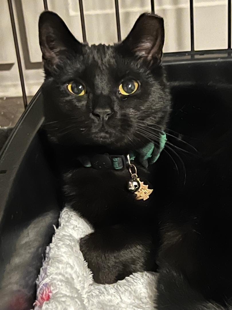 adoptable Cat in Dallas, TX named Hershey