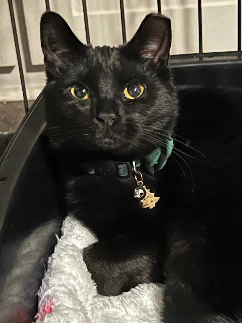 Hershey - Domestic Short Hair