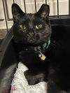 adoptable Cat in dallas, TX named Hershey