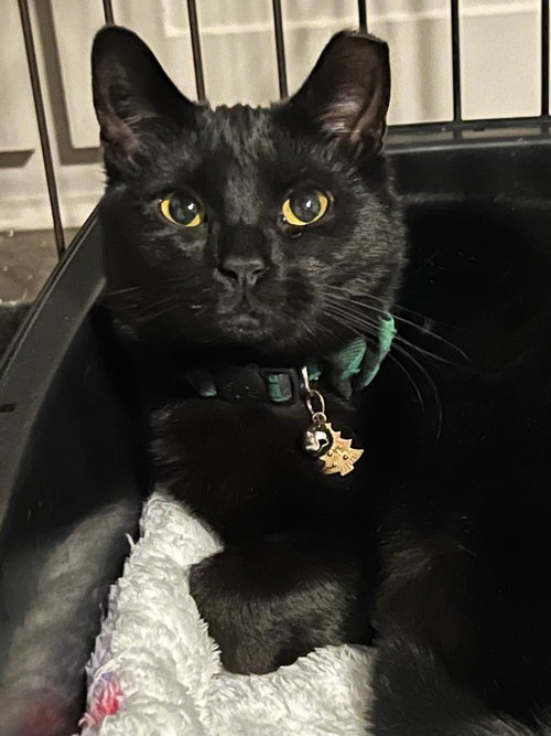 HERSHEY - Domestic Short Hair available for adoption