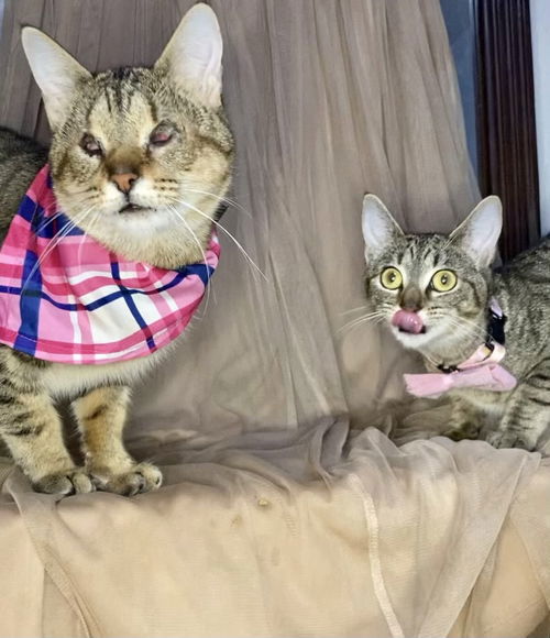 adoptable Cat in Dallas, TX named Missy