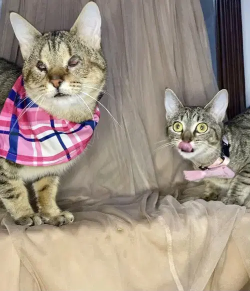 Missy - Domestic Short Hair
