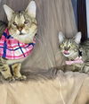 adoptable Cat in dallas, TX named Missy