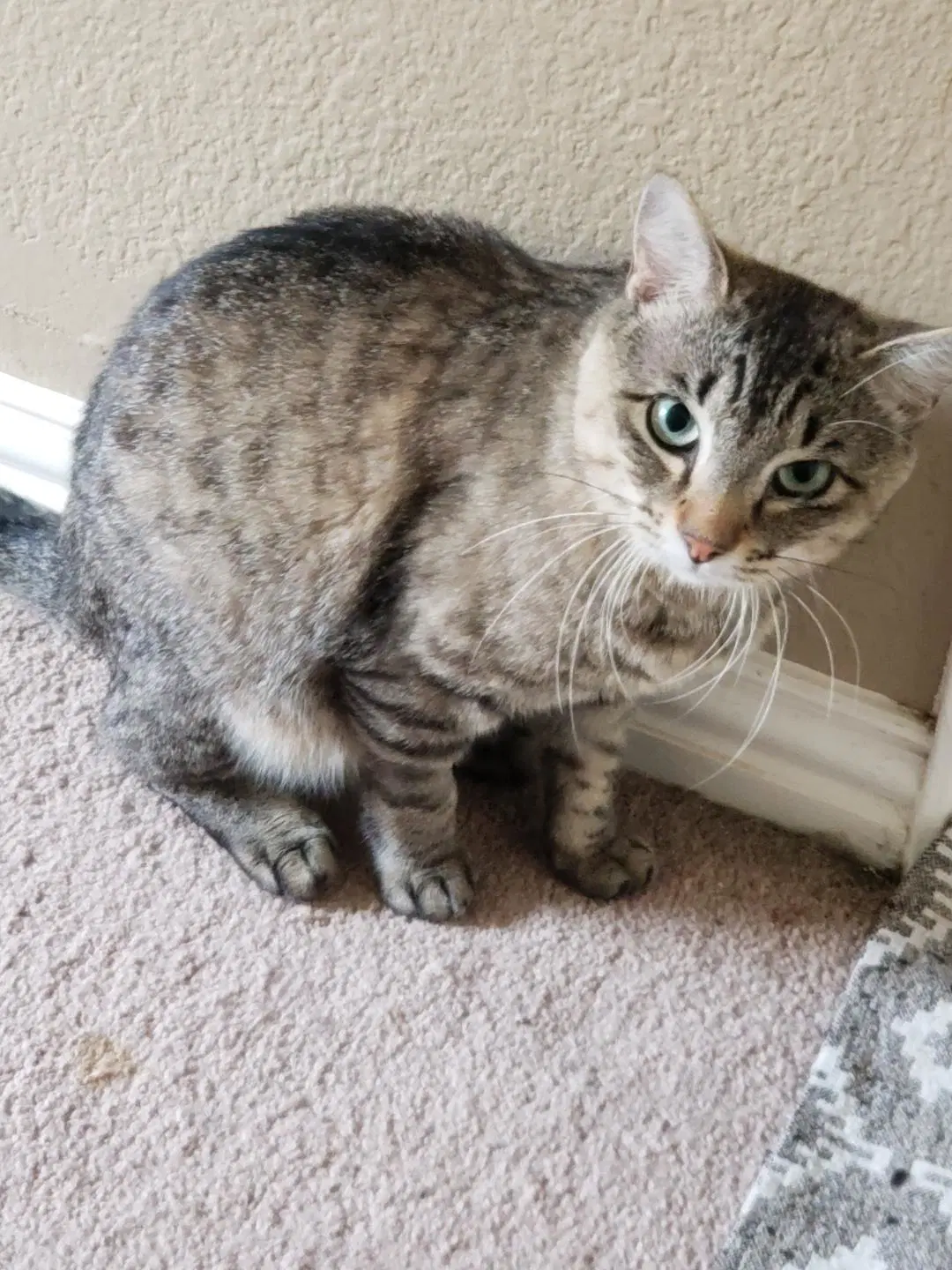 Shaylo - Tabby