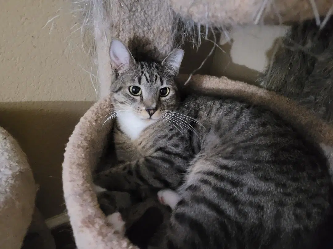 Sheyla - Tabby