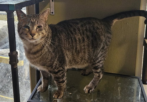 ANDRE. - Domestic Short Hair available for adoption